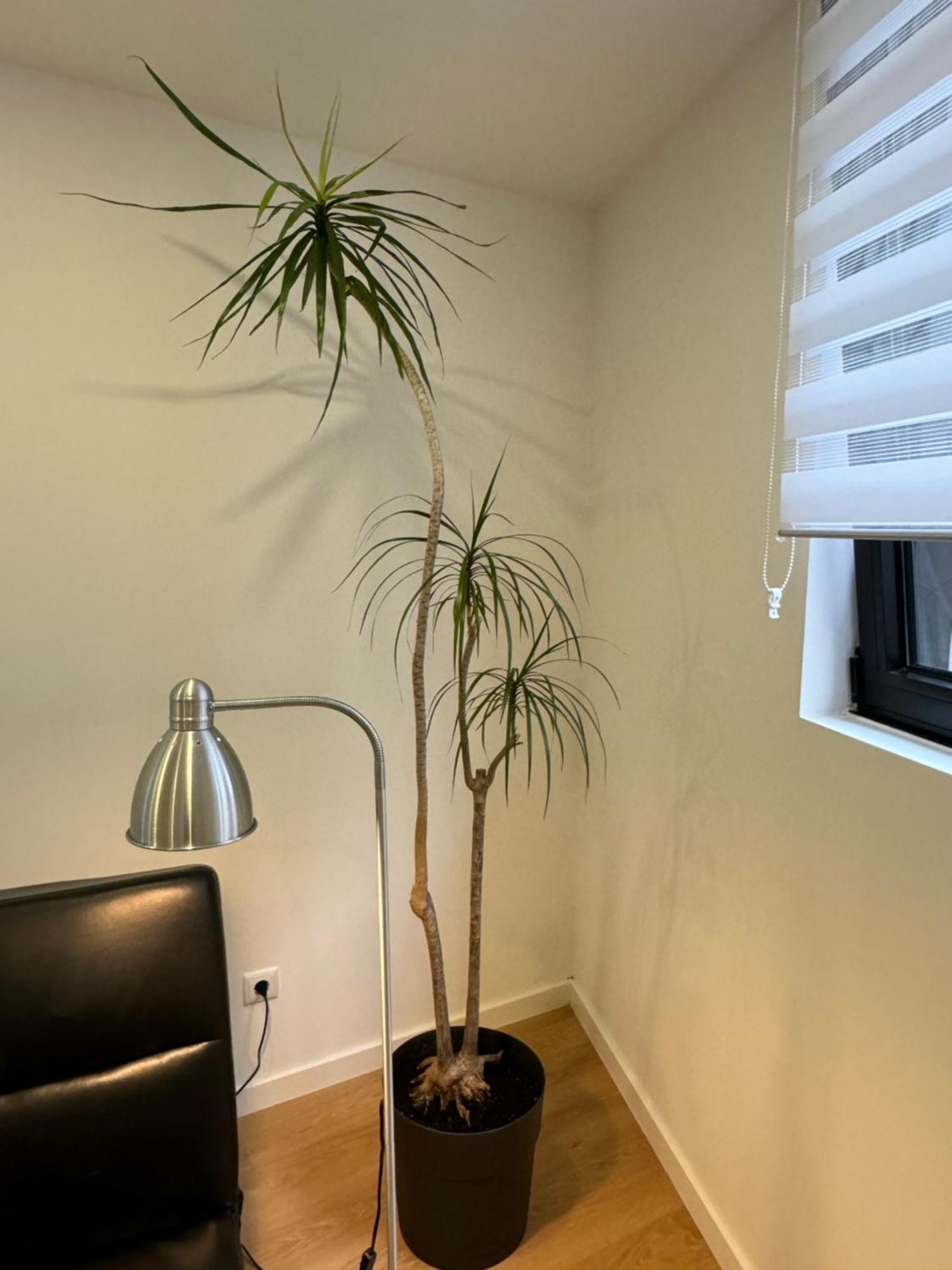 Appartamento Living Pdl 1 Ponta Delgada Esterno foto